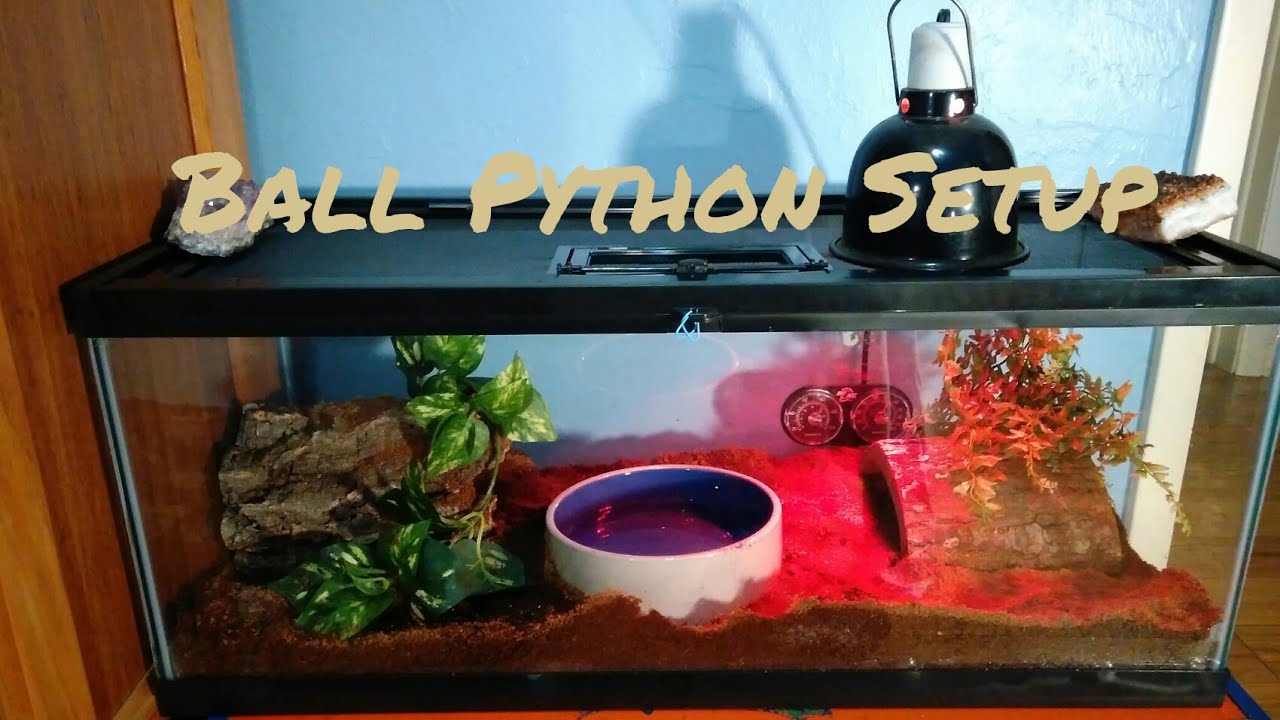 Ball Python Setup 20 Gallon YouTube