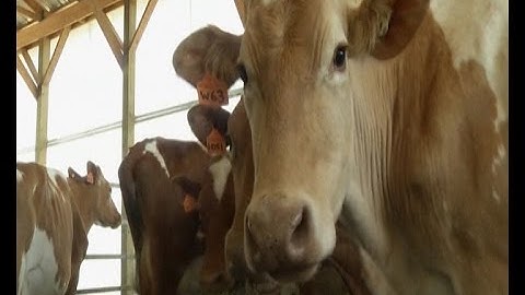 Farm Robots: Dairy Farmers Turn to Droids