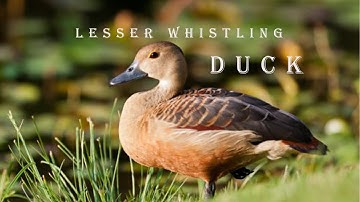Lesser whistling duck at a lake #bird #srilanka