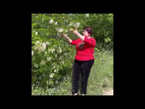 Цілющі властивості білої акації Розповідає Вікторія Зубицька ФітоклінікаДанилаЗубицького