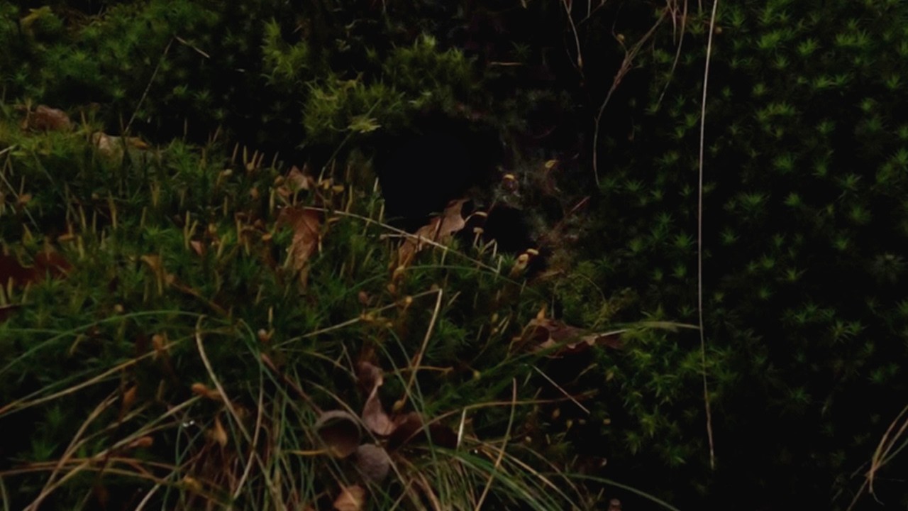 Moody Late Afternoon Forest – Cinematic Nature Video