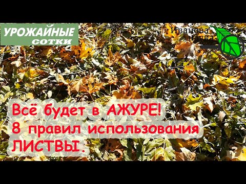 Видео: Преработка на тиквички от болести и вредители