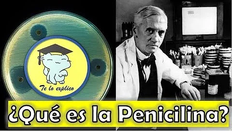 ¿Cuál es el proceso de fabricacion de la penicilina?
