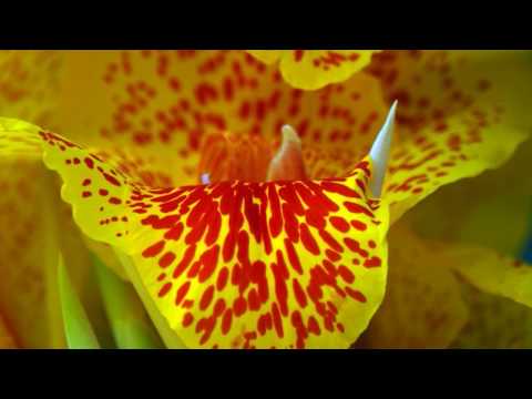 Video: Lule Lantana me shumë ngjyra: Arsyet pas ndryshimit të ngjyrës së luleve Lantana