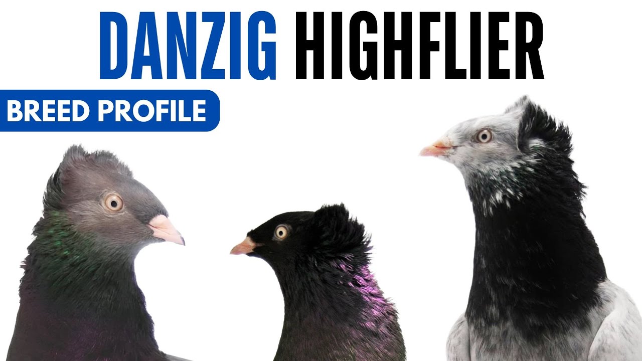 Danzig Highflyer Pigeon Breed Profile - History - Danzig Highflyer ...