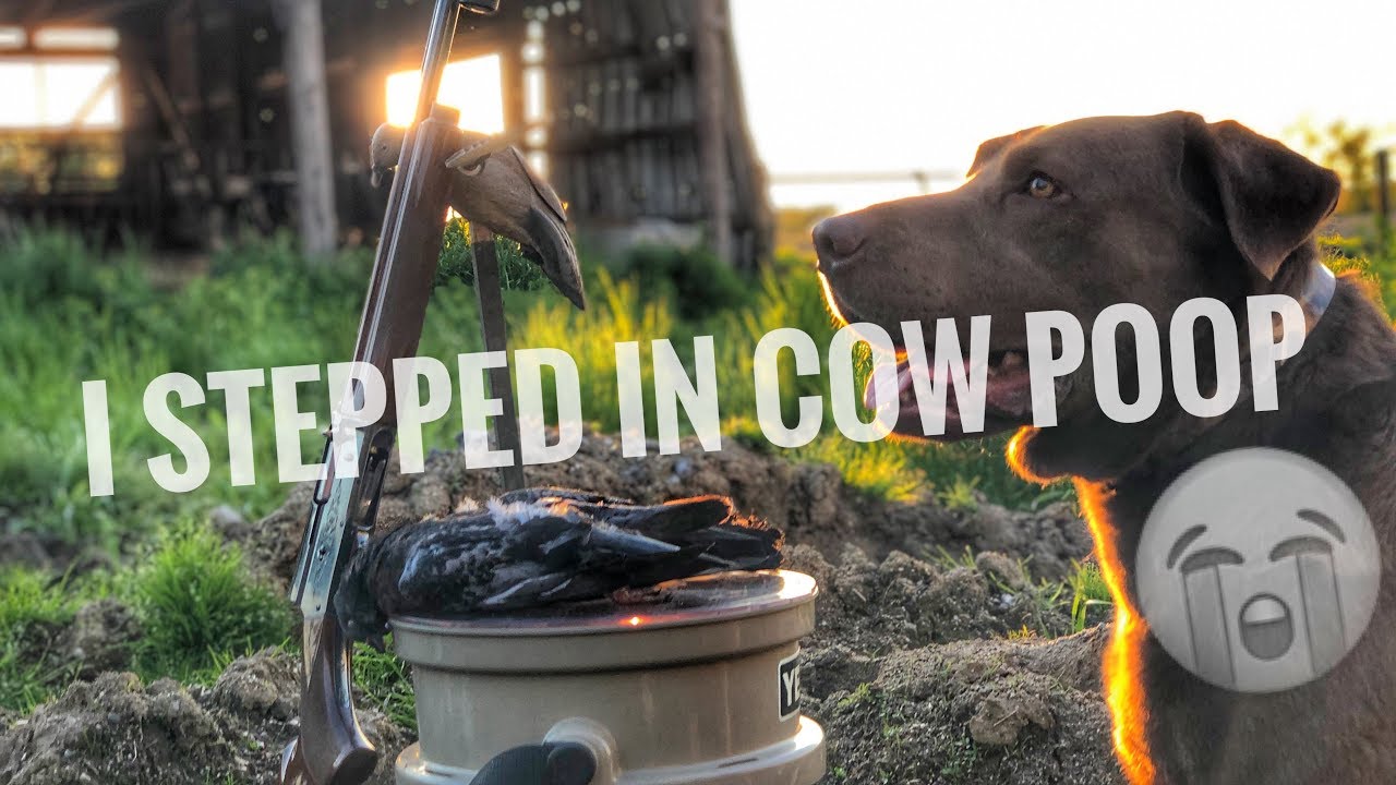 Barn Yard Pigeon Hunting Using Pigeons for Dog Training YouTube