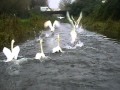 Swans on T&B canal take-off..MOD