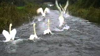 Swans on T&B canal takeoff..MOD