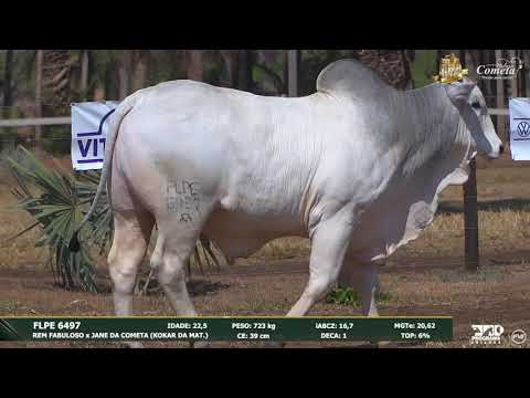 Nelore Cometa | 17º Leilão | Touros | Lote 113