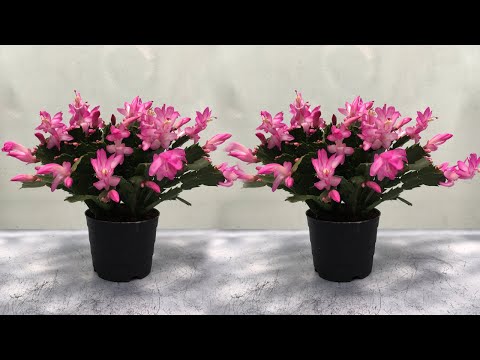 Video: Christmas Cactus Fertilizer Requirements - Thaum Thiab Yuav Ua Li Cas Pub Christmas Cactus