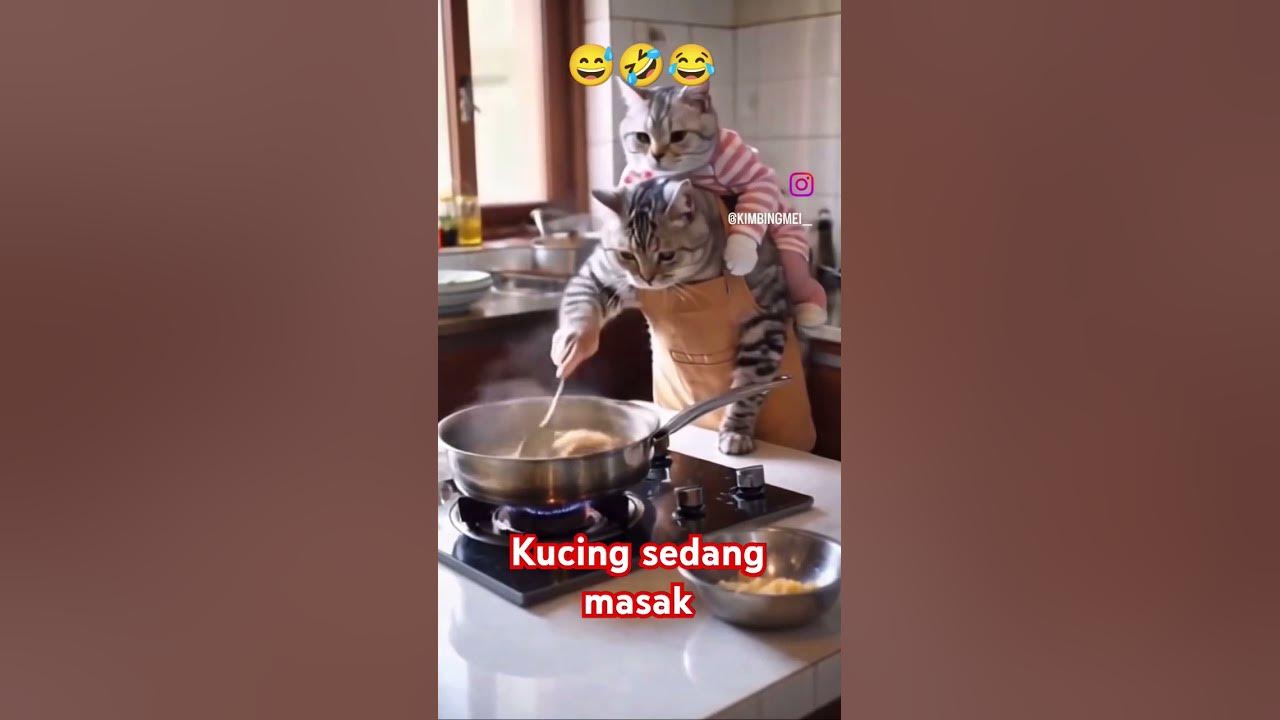 Kucing sedang masak #shorts #music #ukulele #song #cat