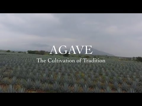 AGAVE: The Cultivation of Tradition