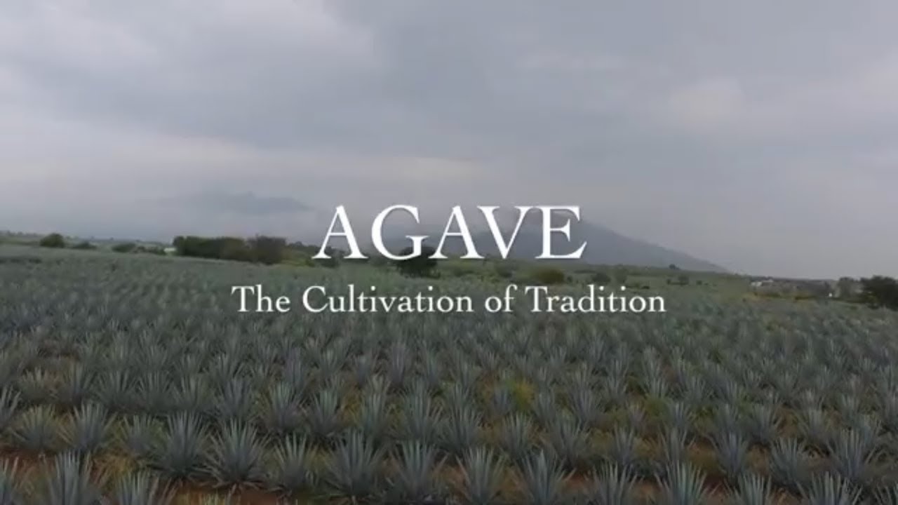 How Long Does Agave Grow For Tequila