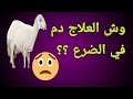 الحليب يطلع معه دم في ضرع الاغنام