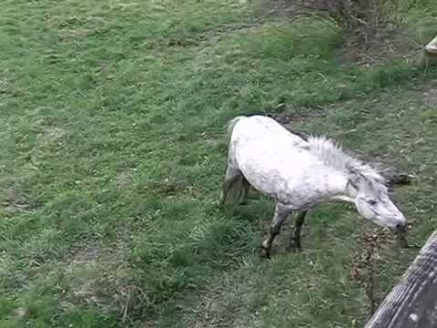 Wideo: Co miał na myśli kucyk, gdy rozważał Szesnastkę?