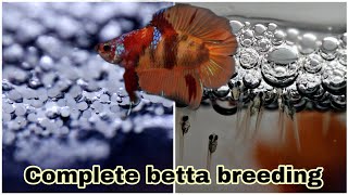 Indian style betta breeding method | தமிழ்