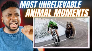 🇬🇧BRIT Reacts To UNBELIEVABLE ANIMAL MOMENTS CAUGHT ON CAMERA!