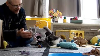 Mailbag 2024-04-21 🎊🎉KA's 8th Anniversary with the Skyscrapers part 2🎉🎊 by Kitten Academy 1,140 views 1 day ago 1 hour, 24 minutes