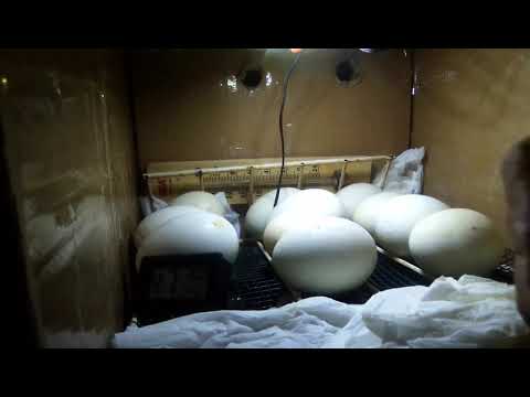 Cara pembolak balik telor di mesin penetas// telor entok//hatch the wild duck eggs in the incubator