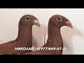 Продаются Русские ленточные голуби (желтые и жарые)