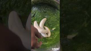 Tandoori Masala Banane Se Lekar Lagane Tak Kaa Tarika