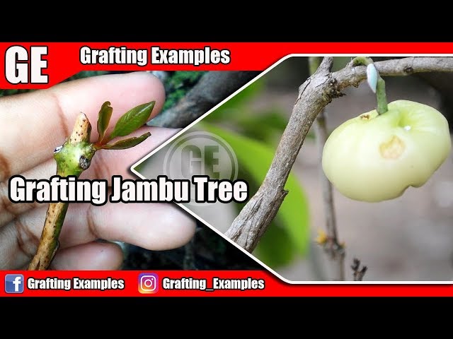 Grafting Lesson: Bark Grafting Method On Wax Jambu 