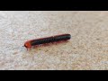 Millipede | Train Poochi | டிரெயின் பூச்சி | Maravattai Poochi | மரவட்டை பூச்சி