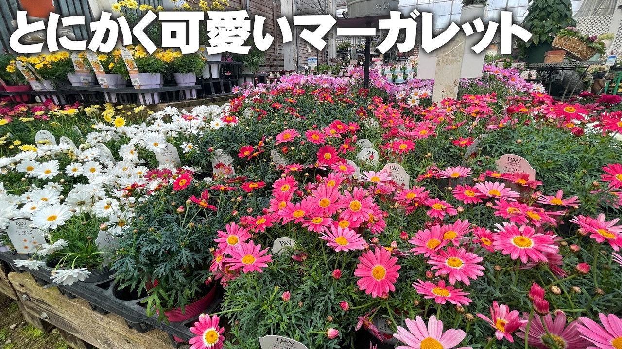 【ポップで可愛いマーガレット】安定のPW認定！人気のスマッシュシリーズで一重から八重まで可愛い尽くし【園芸】【ガーデニング】