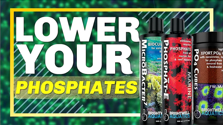 Shockingly Simple Ways to Lower Phosphates in a Reef Aquarium