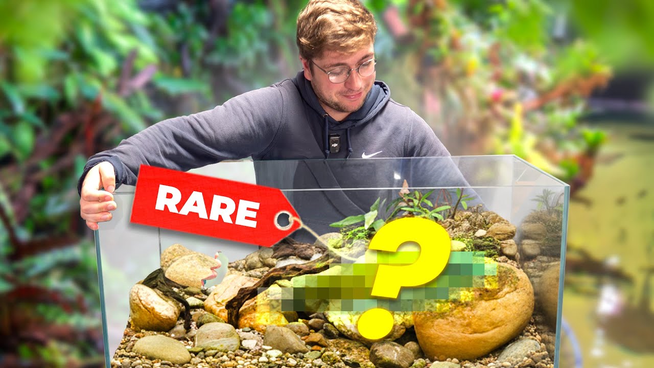 2000 km pour trouver un POISSON introuvable ! (Boutique Pays-Bas)