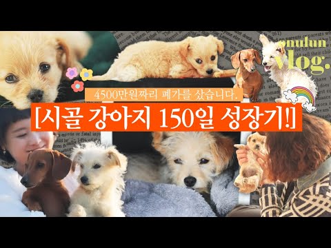 이건 못참지...내가 보려고 만든 시골 강아지 (푸들믹스) 리본이의 150일 폭풍성장기