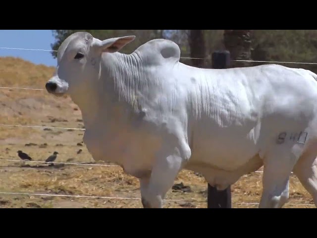 lote 25  - LEILÃO FAZENDA SANTA TEREZA - REPRODUTORES DO FUTURO