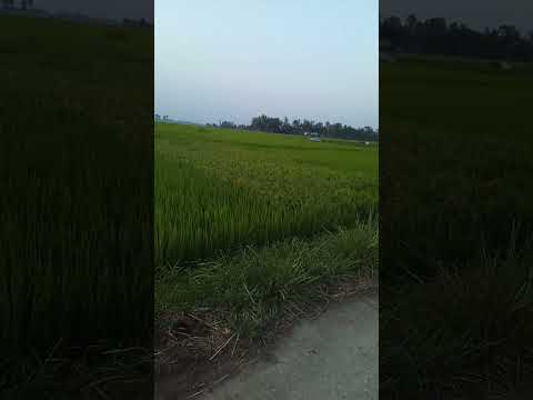 ধানের ক্ষেত #villagelife