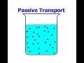 Cell Transport Mechanisms and Processes