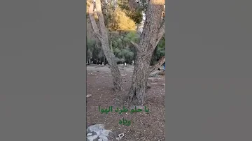 هجيني ياوجد قلبي على المجمول عدنان الجهالين 