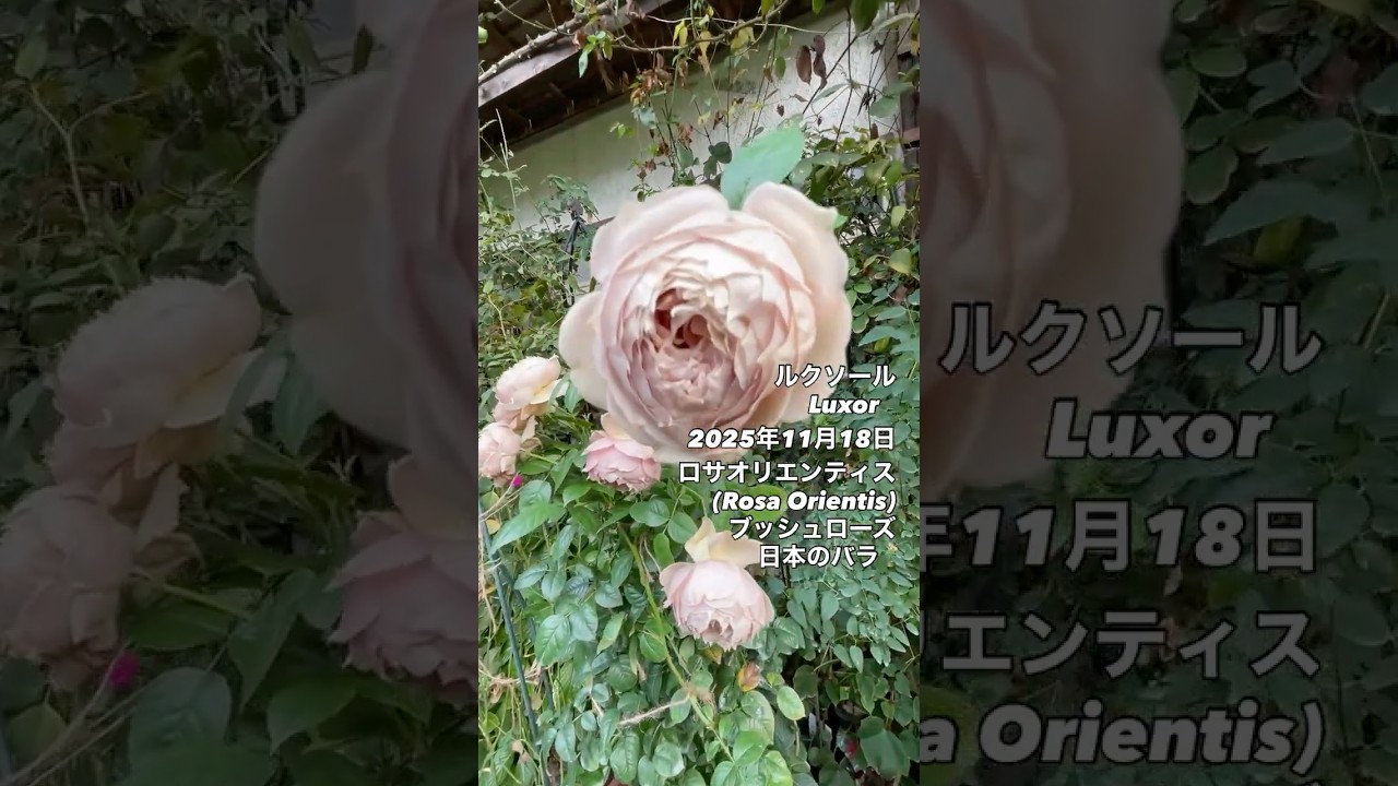 ルクソール Luxor⠀⠀2025年11月18日ロサオリエンティスRosa Orientis