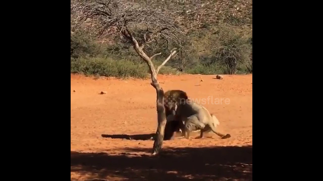 camera iphone 8 plus apk Lion Brothers Engage in Vicious Struggle over Female