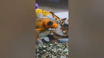 Do Goldfish Really Have a 3-Second Memory? 🐟 Myth Busted! #animalfacts #animalscience