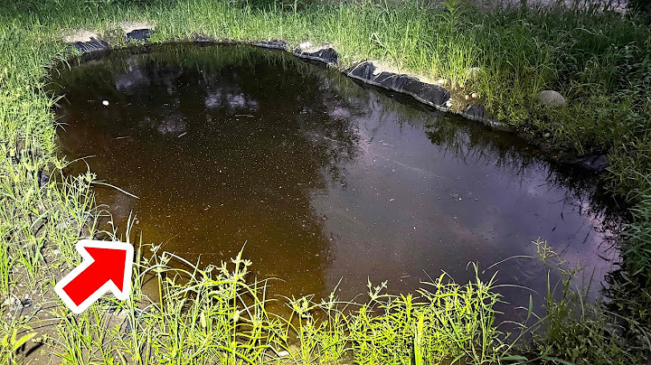 One month after creating a huge biotope at home...that creature finally came.
