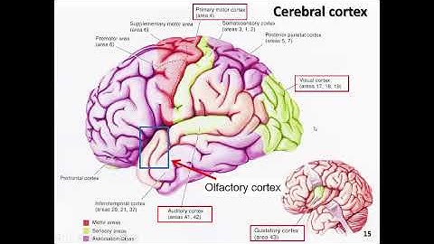 NEUR 2000 Section 01 Part 1 November 11