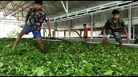 Assam CTC Tea Manufacturing 🍀☕
