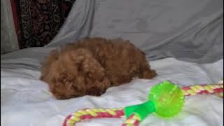 0 02 05 b40517eed6ea50883f74382944fd64edc242414d63d0ffaaca4e53c905d99d88 deb20a366bca04d0