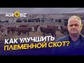 Где купить хороших Акбасов в Казахстане? Апгрейд стада, генетика и рацион КРС