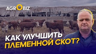 Где купить хороших Акбасов в Казахстане? Апгрейд стада, генетика и рацион КРС