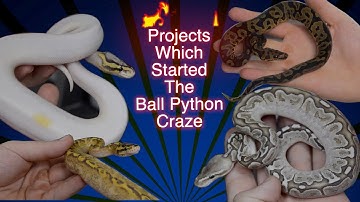 The Most POPULAR Ball Pythons Of ALL TIME!!