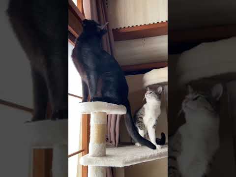 猫しらべ - Cats looking for something - #Shorts