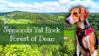 Eugene's Symonds Yat Rock Exploration: Stunning Views & Forest Adventures! 🌲🐾