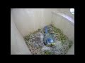 Nesting Blue Tits | WiFi Bird Box Camera