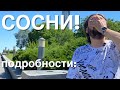 СОСНИ!