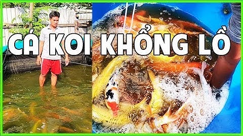 Ngỡ ngàng đi MUA CÁ KOI LỚN tại Trại Bán Cá Chép Koi Sỉ đủ loại màu sắc